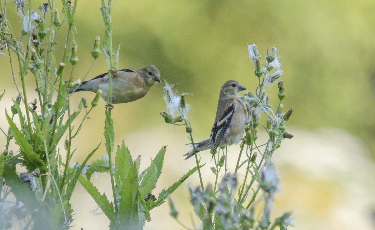 American Goldfinch - ML624010437