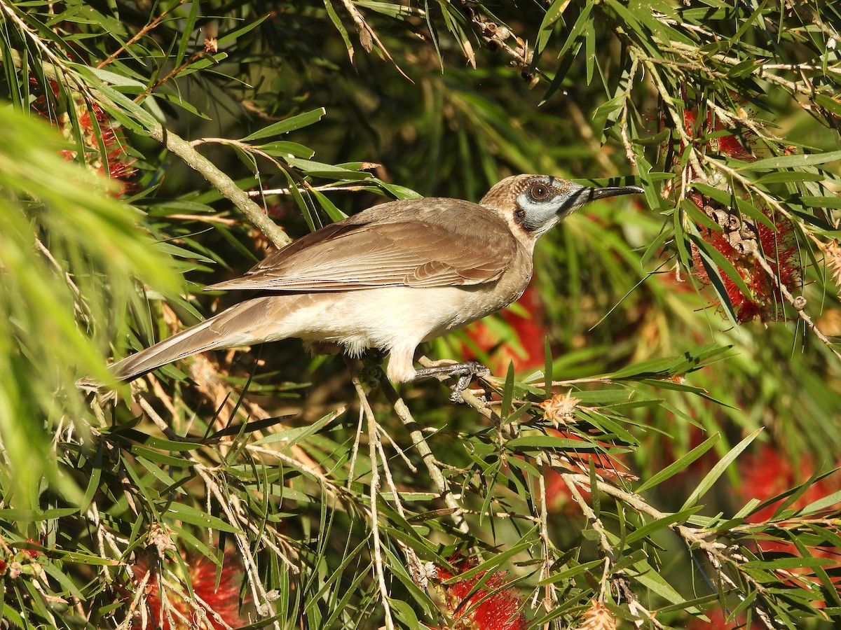 Little Friarbird - ML624010460