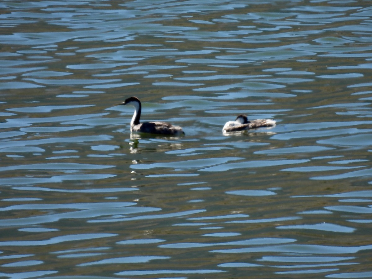 Western Grebe - Susan Cole