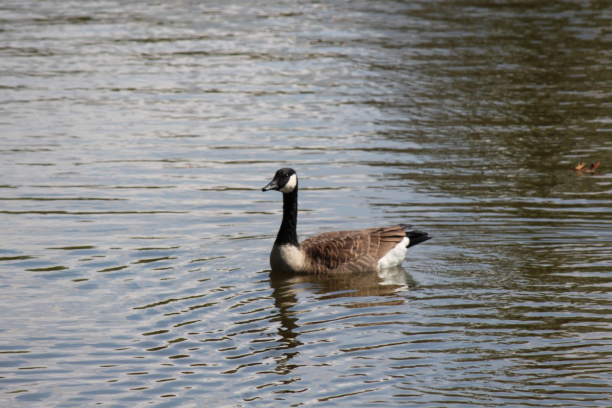 Canada Goose - ML624010471