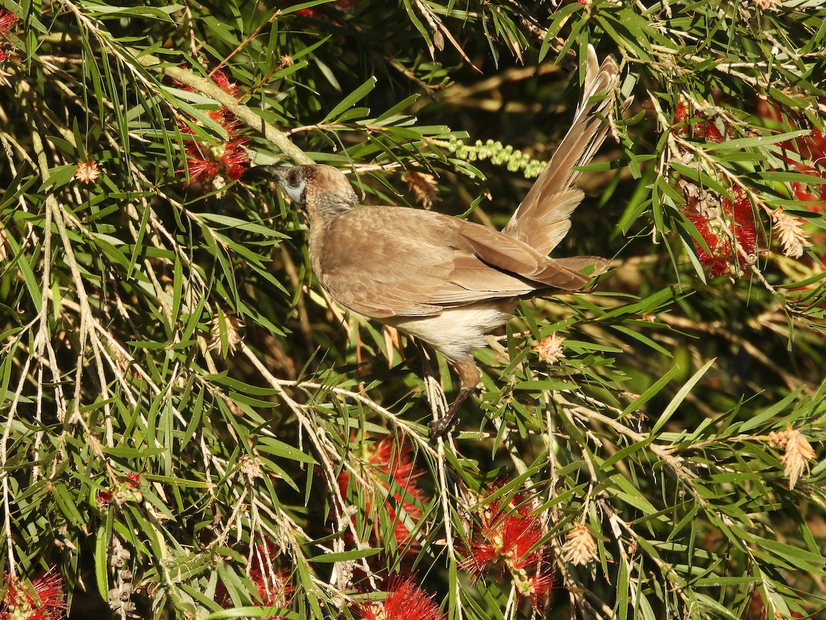 Little Friarbird - ML624010473