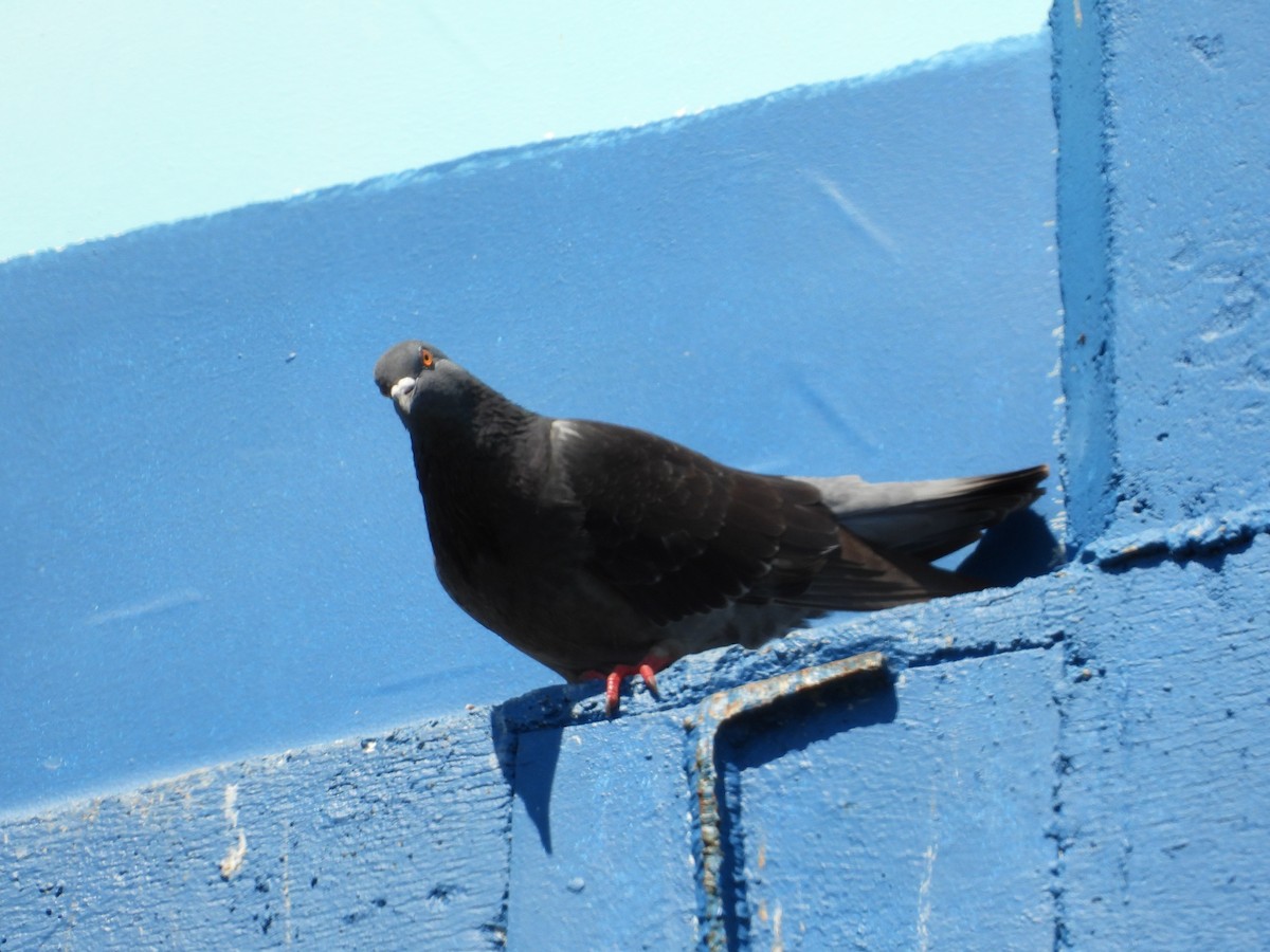 Rock Pigeon (Feral Pigeon) - Monica Mesch