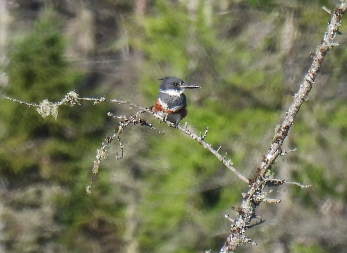 Martin-pêcheur d'Amérique - ML624010483