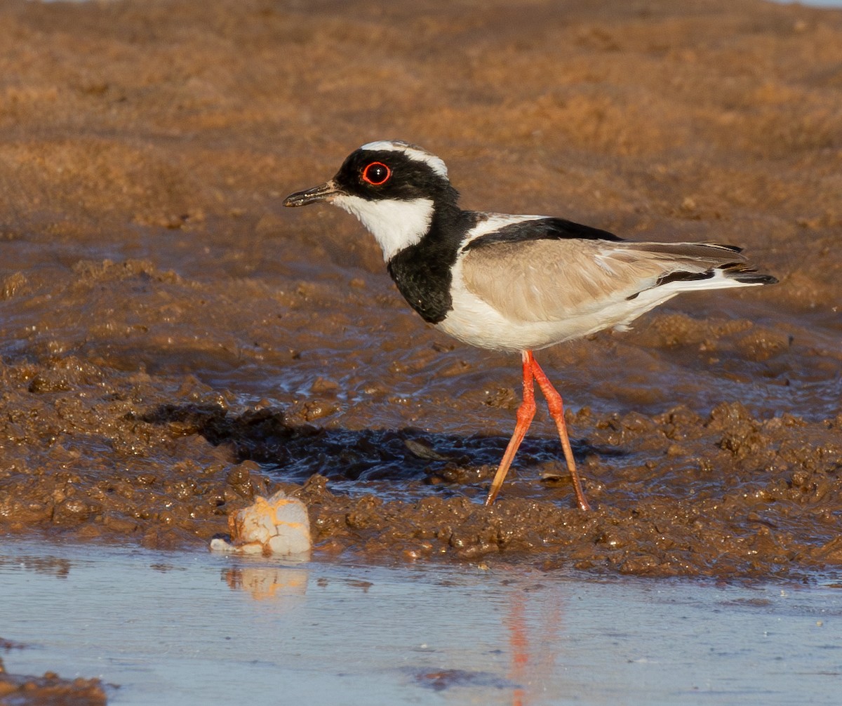 Pied Plover - ML624010487