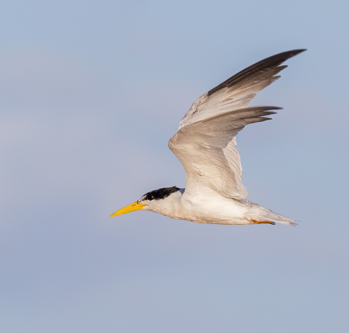 Yellow-billed Tern - Eduardo Faria