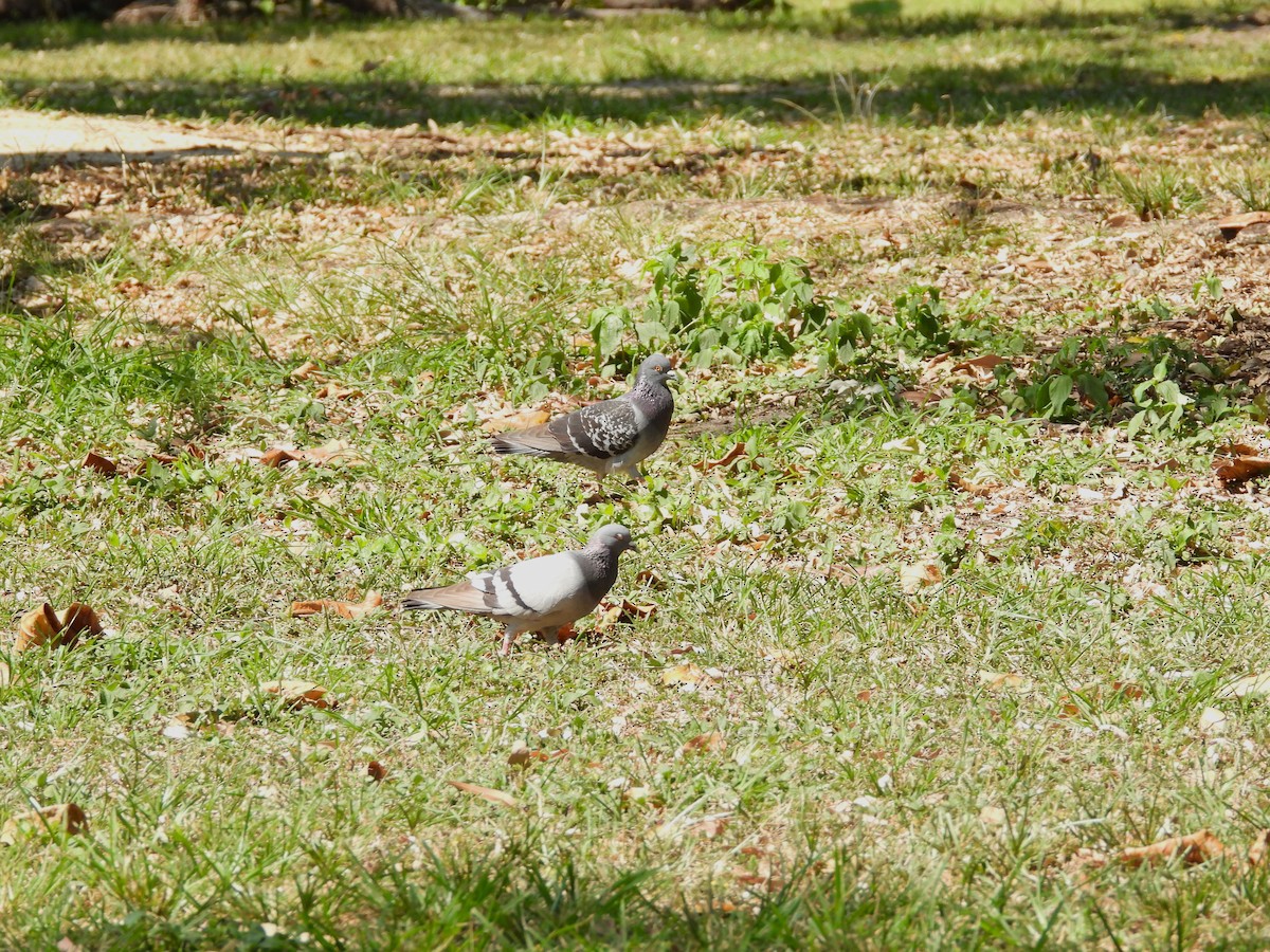 Rock Pigeon (Feral Pigeon) - Monica Mesch