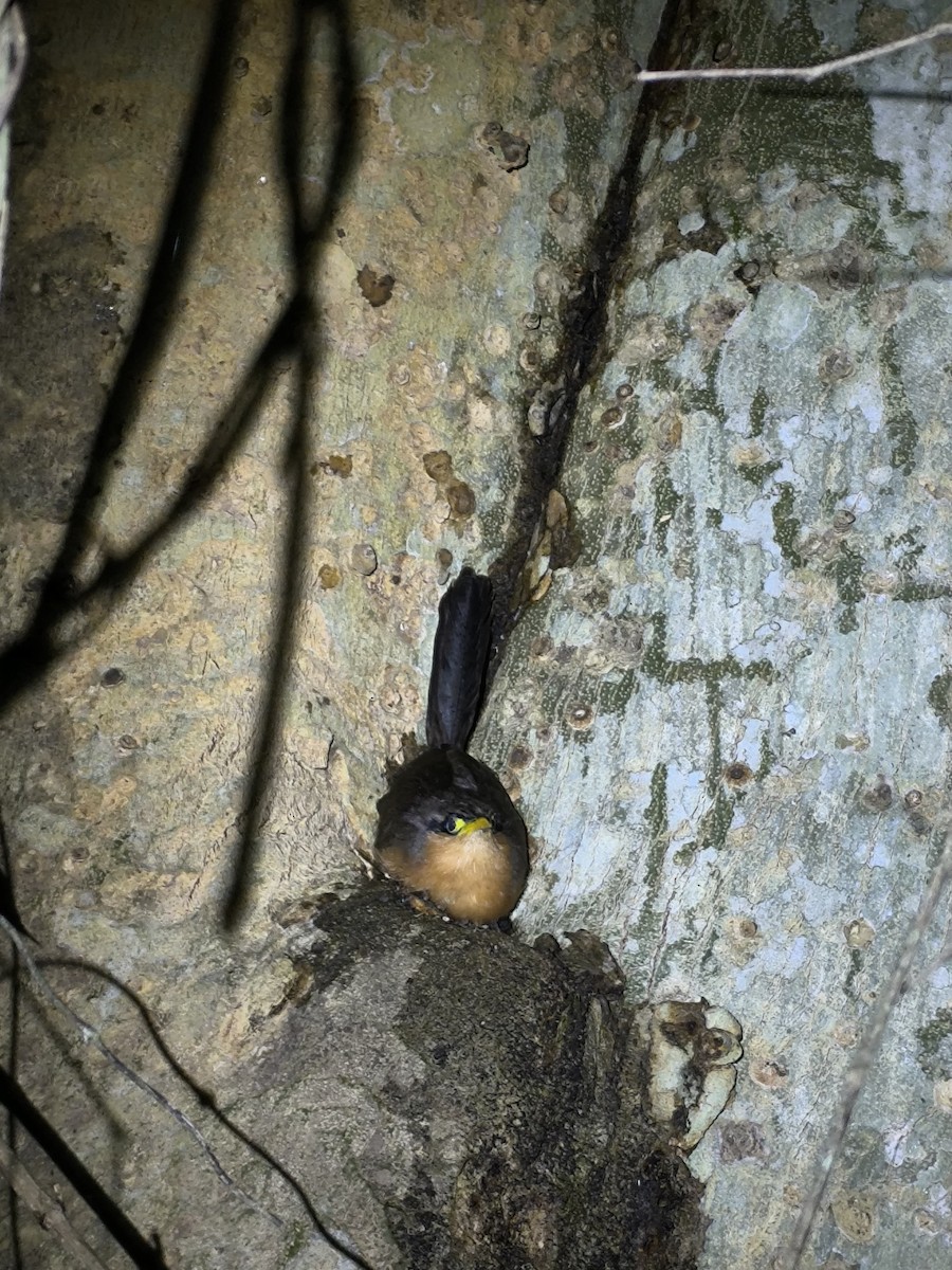 Lesser Ground-Cuckoo - ML624010512