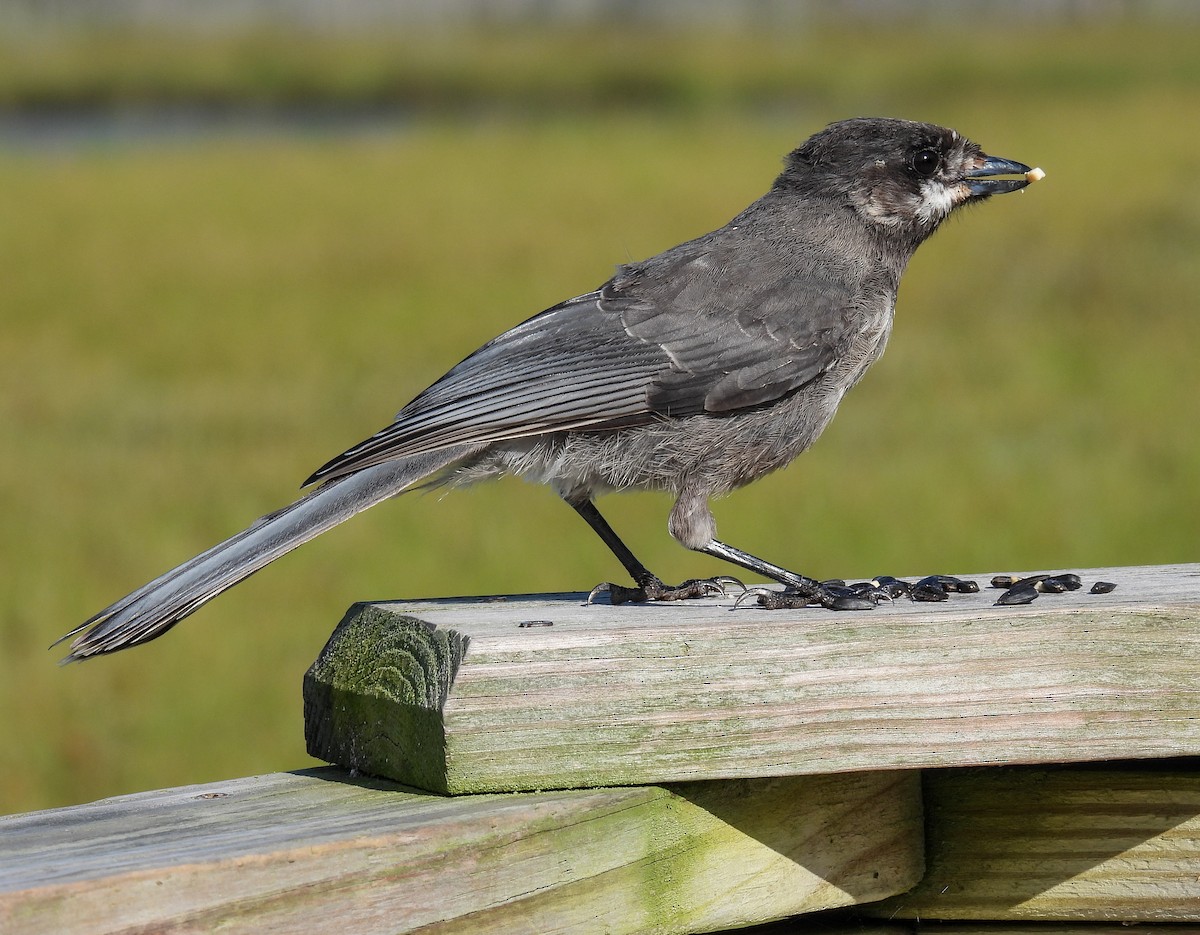 Canada Jay - ML624010516