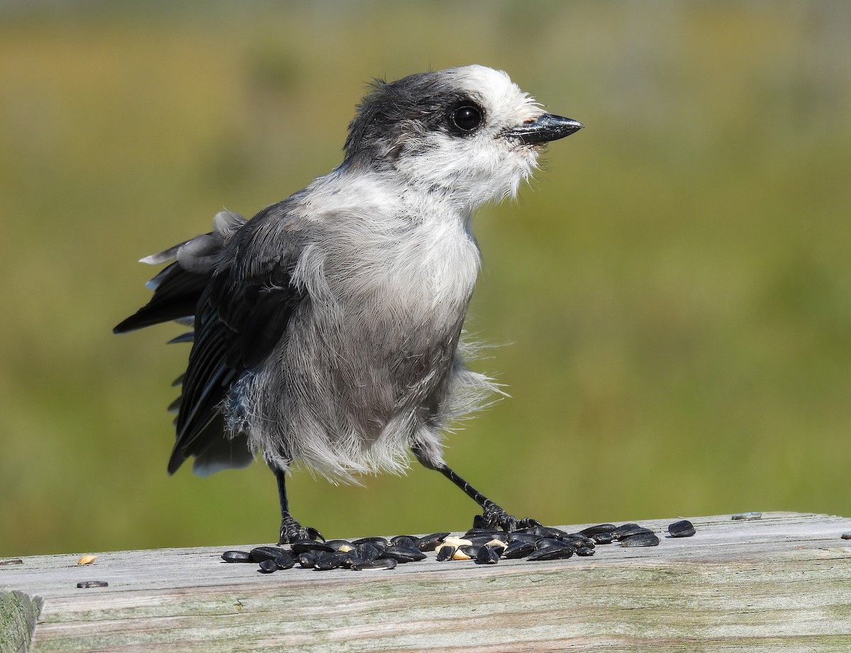 Canada Jay - ML624010517