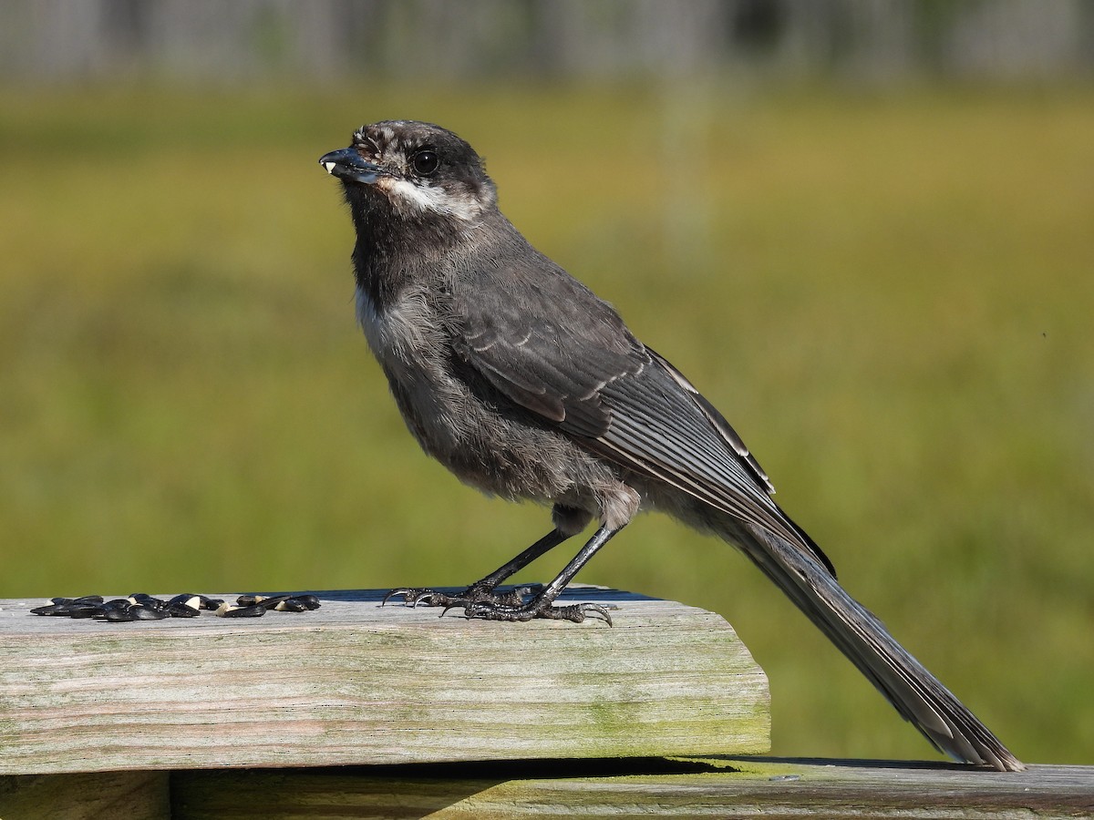 Canada Jay - ML624010520