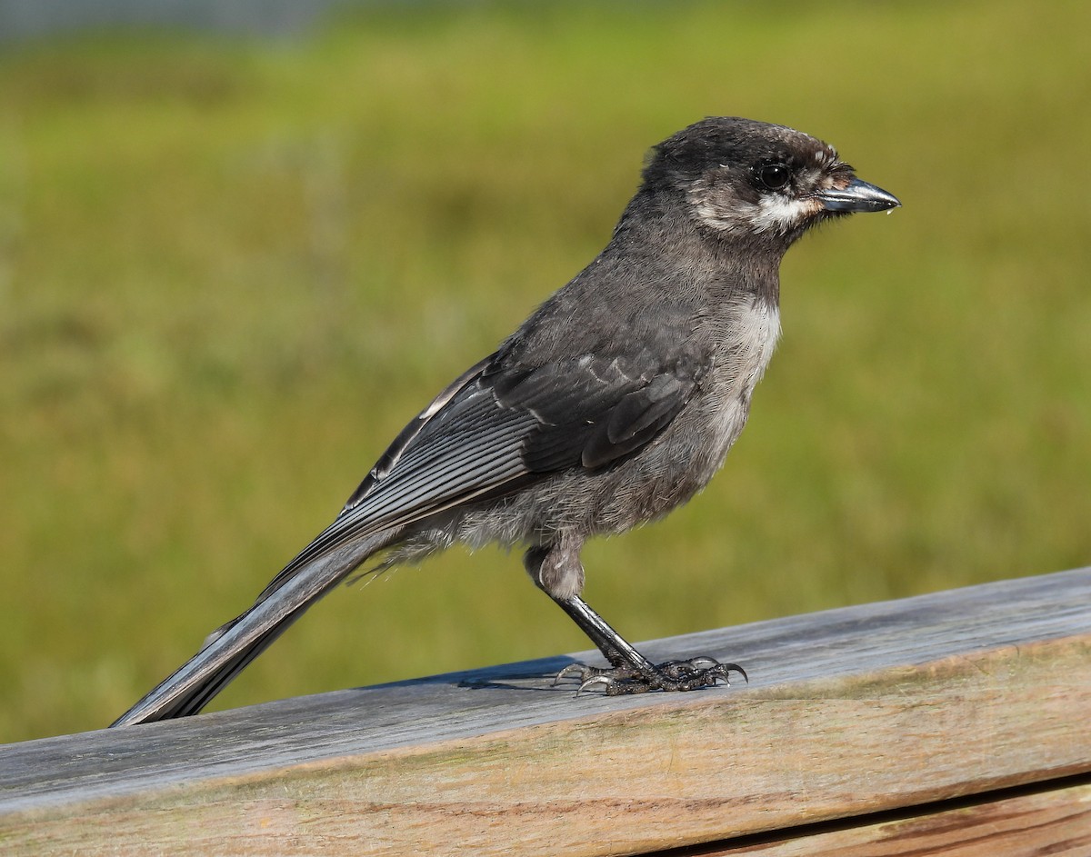 Canada Jay - ML624010521