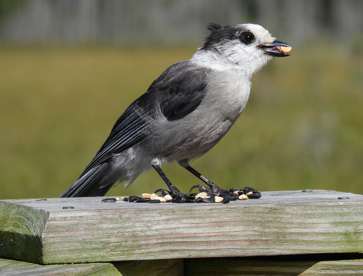 Canada Jay - ML624010522