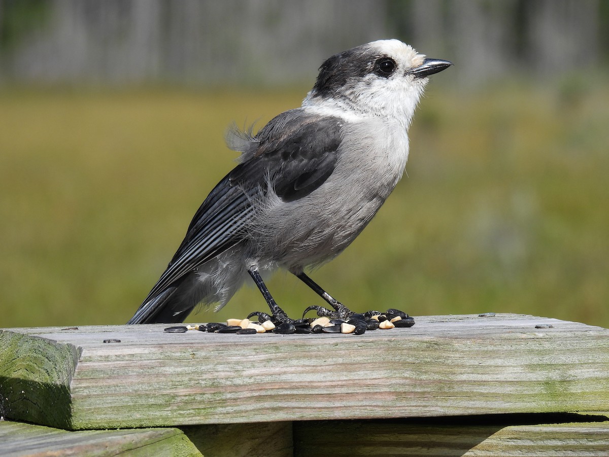 Canada Jay - ML624010523