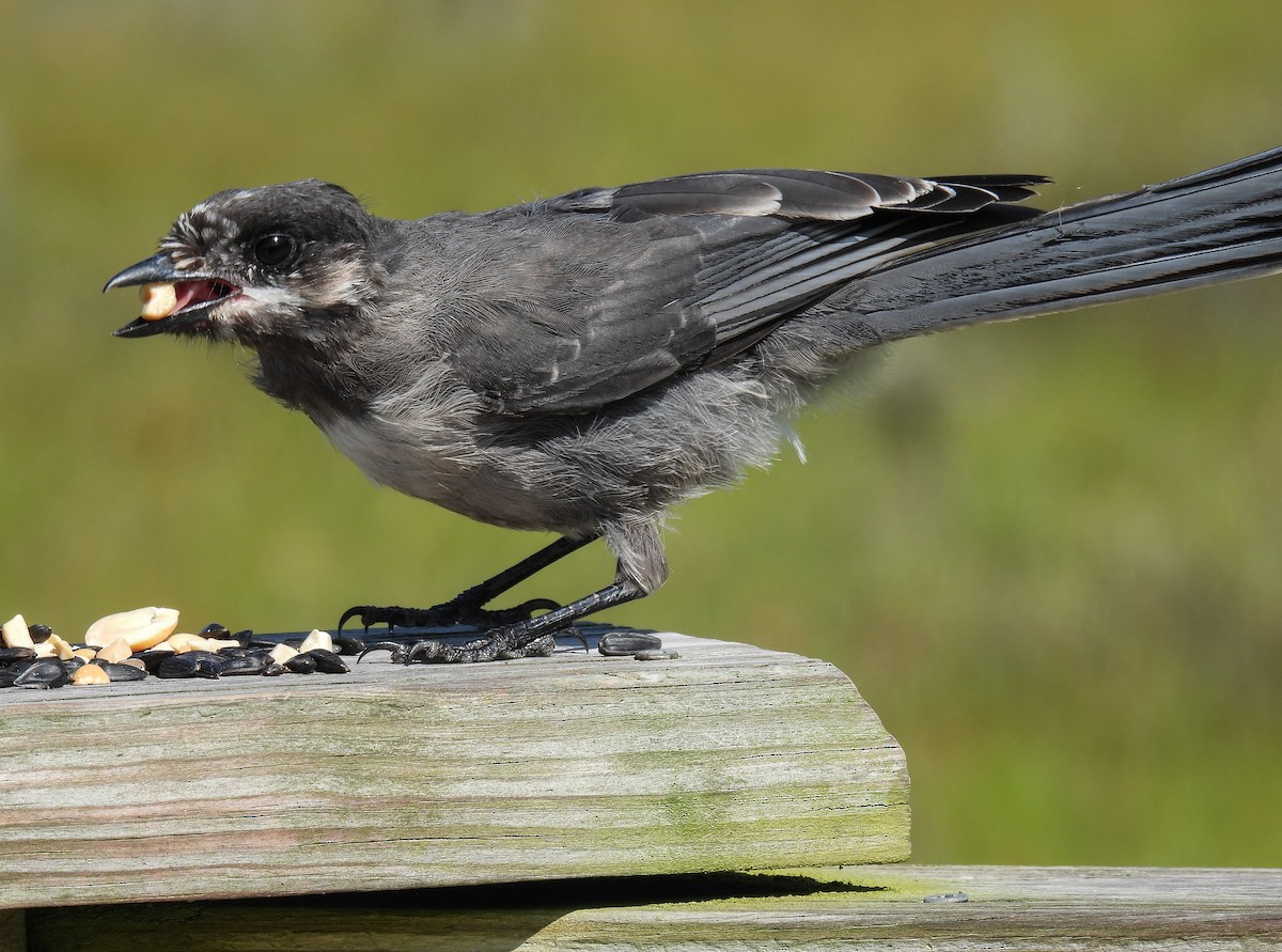 Canada Jay - Sara Gravatt-Wimsatt