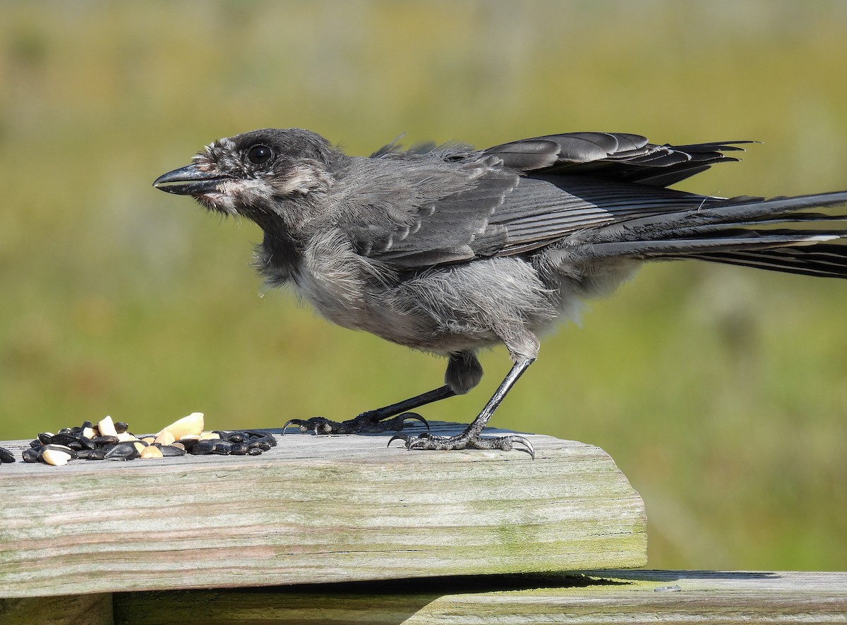 Canada Jay - ML624010525