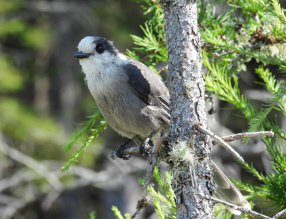 Canada Jay - ML624010526