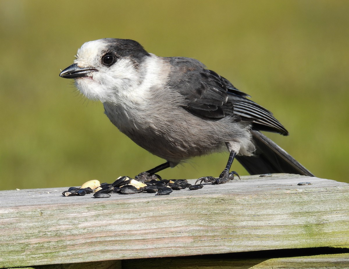 Canada Jay - ML624010527