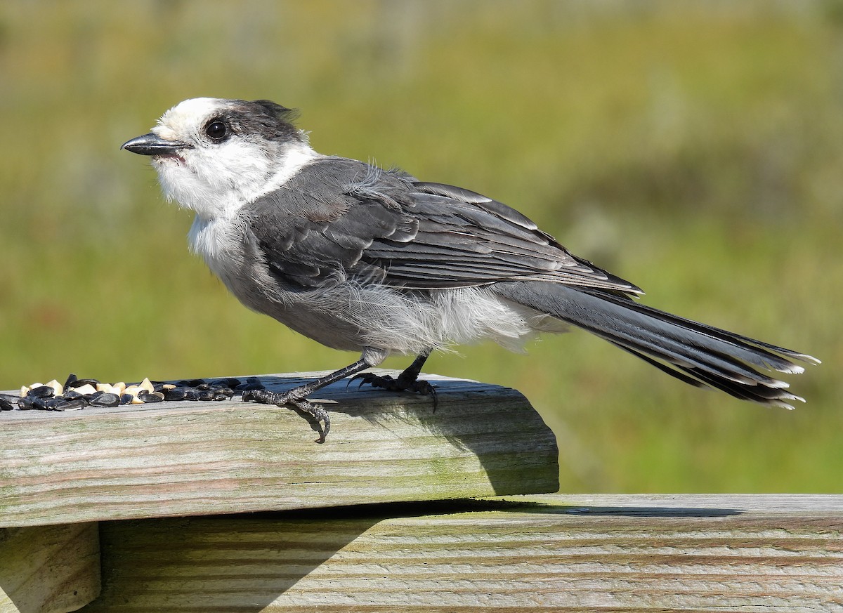 Canada Jay - ML624010528