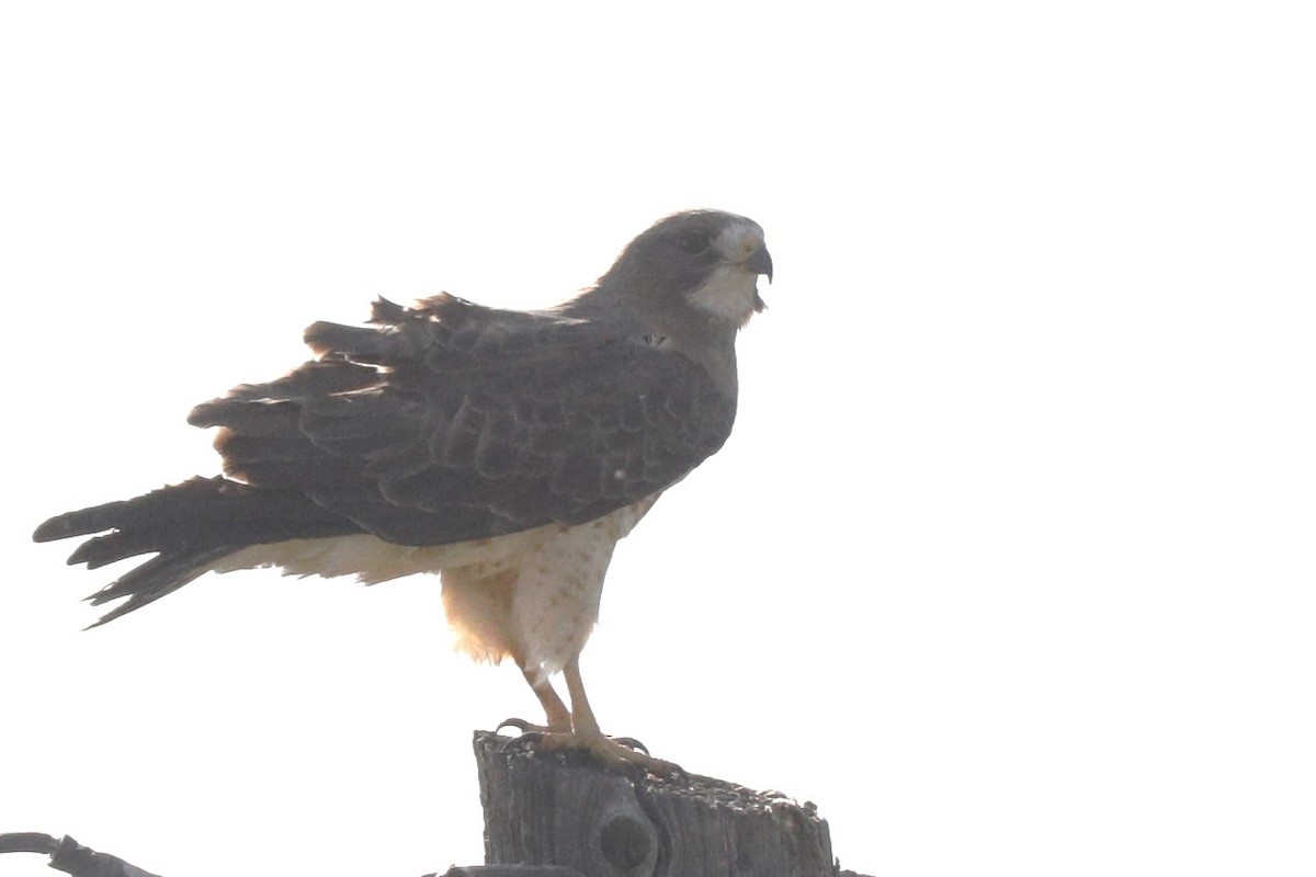 Swainson's Hawk - ML624010545