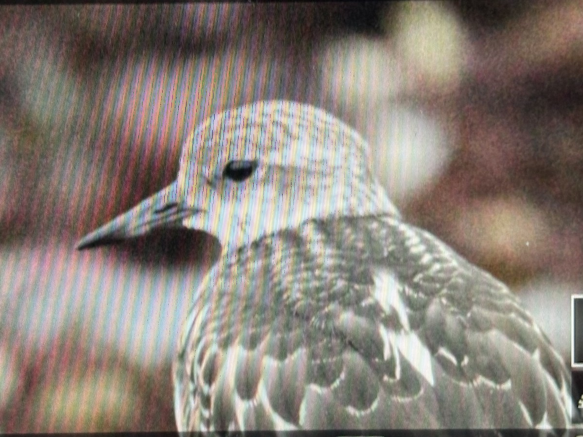 Ruddy Turnstone - ML624010549