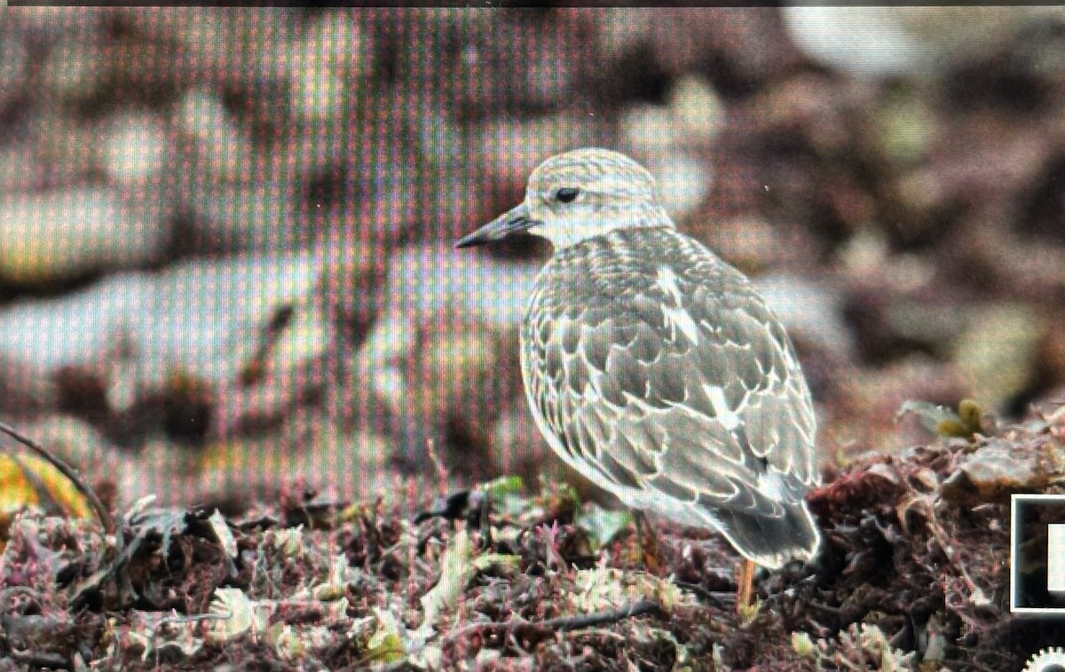 Ruddy Turnstone - ML624010550