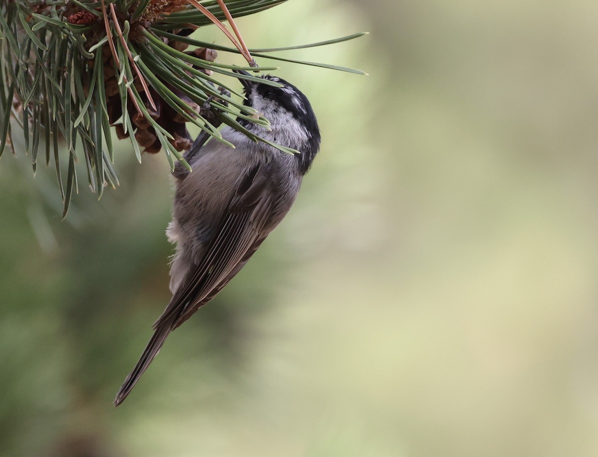 Mountain Chickadee - ML624010565