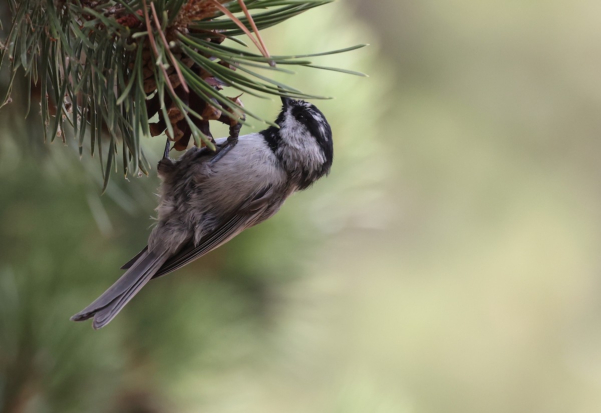 Mountain Chickadee - ML624010566