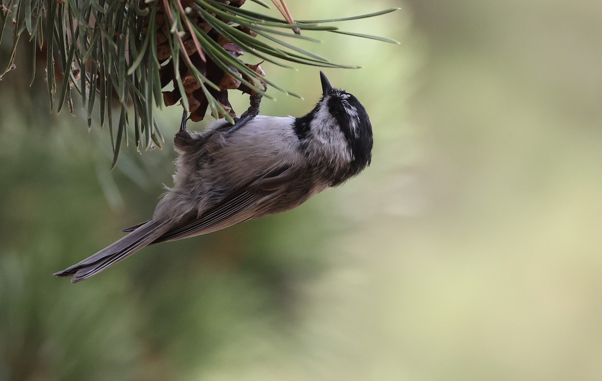 Mountain Chickadee - Adam  Johnson