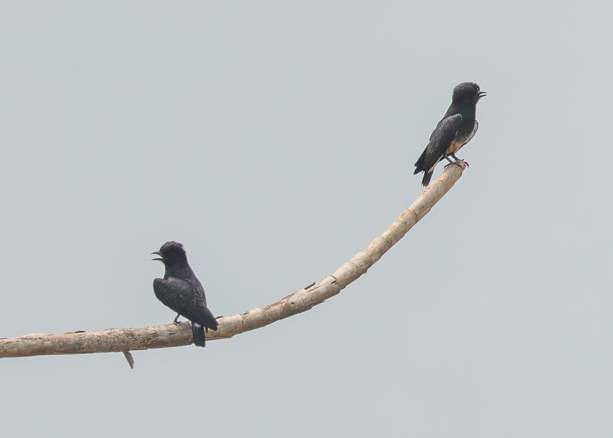 Swallow-winged Puffbird - Patrick Van Thull