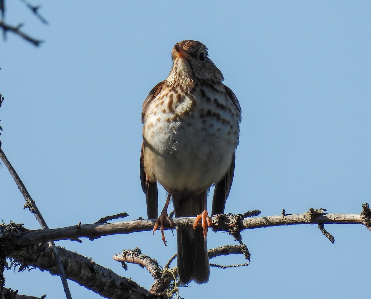 Hermit Thrush - ML624010583