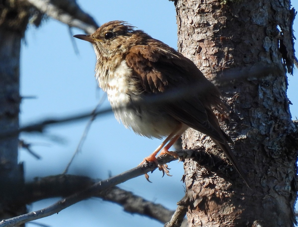 Hermit Thrush - ML624010584