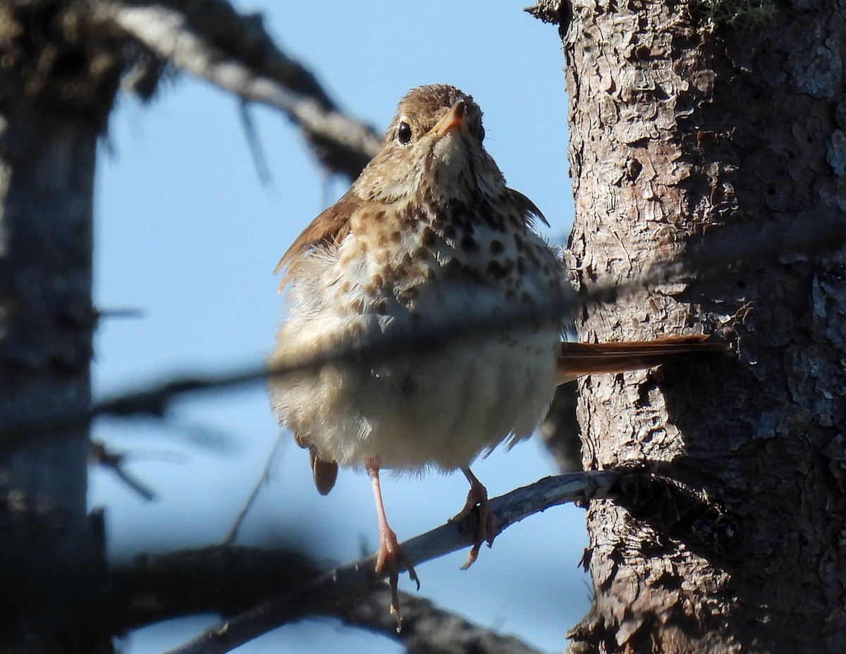 Hermit Thrush - ML624010585