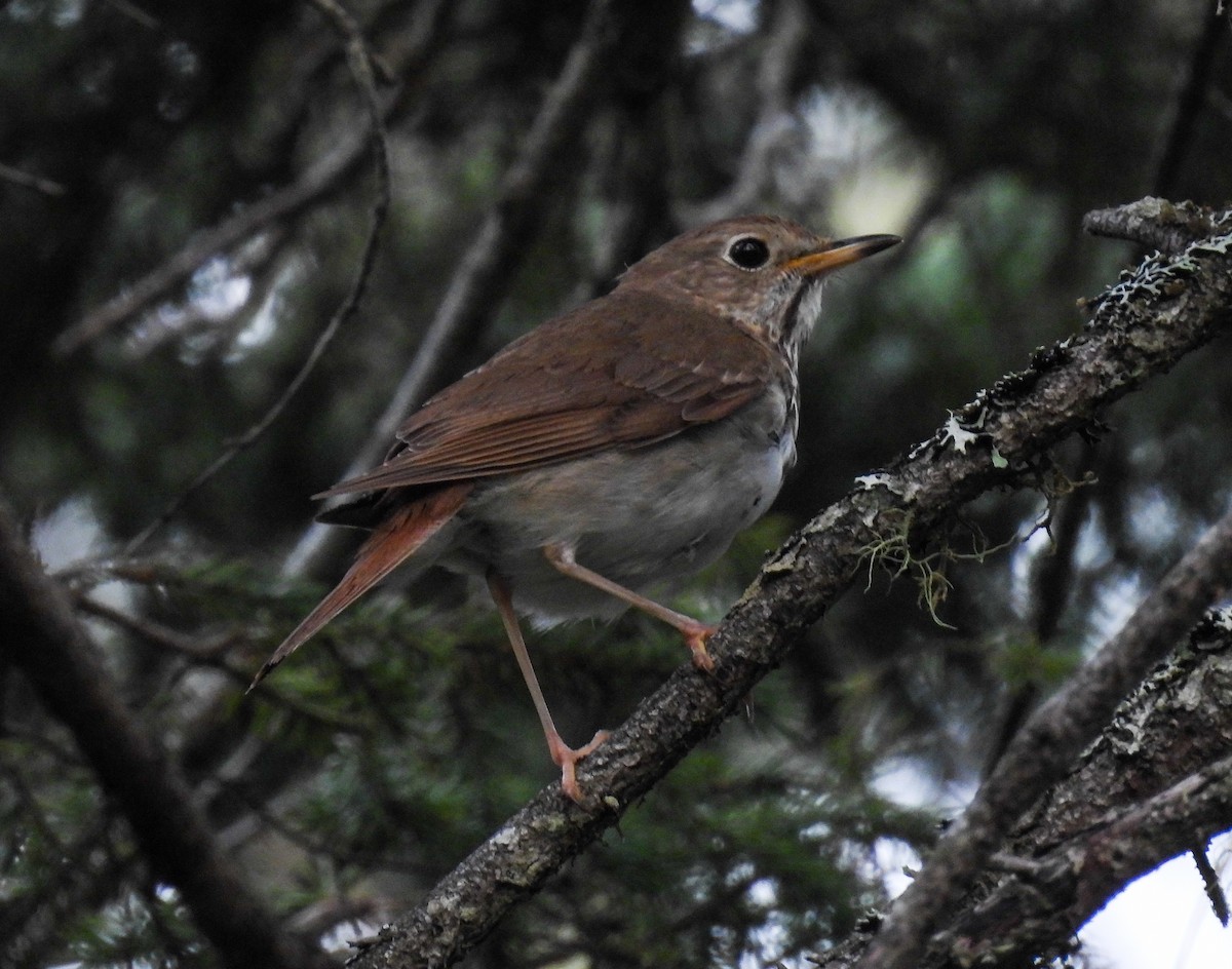 Hermit Thrush - ML624010587