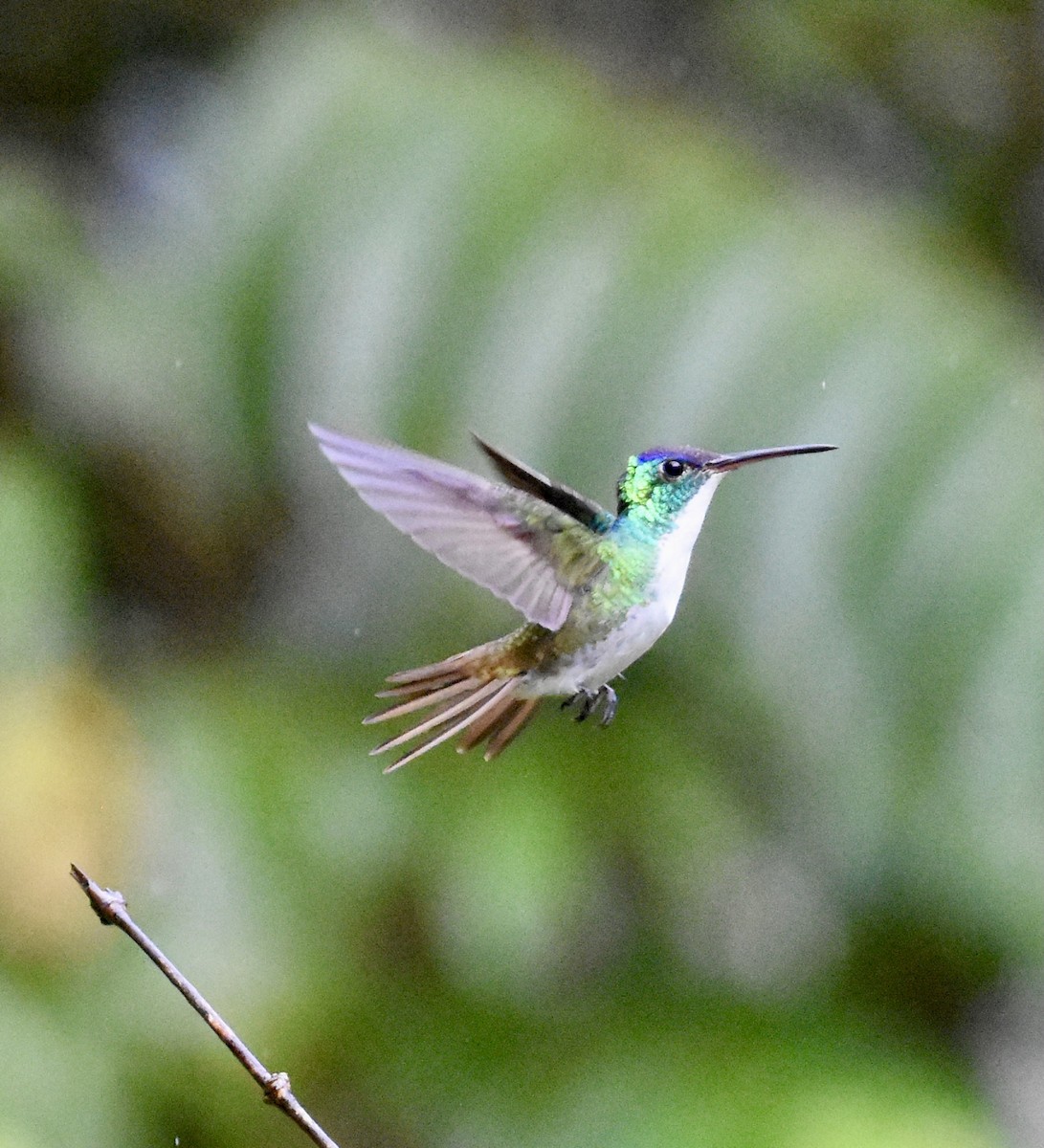 Andean Emerald - ML624010597