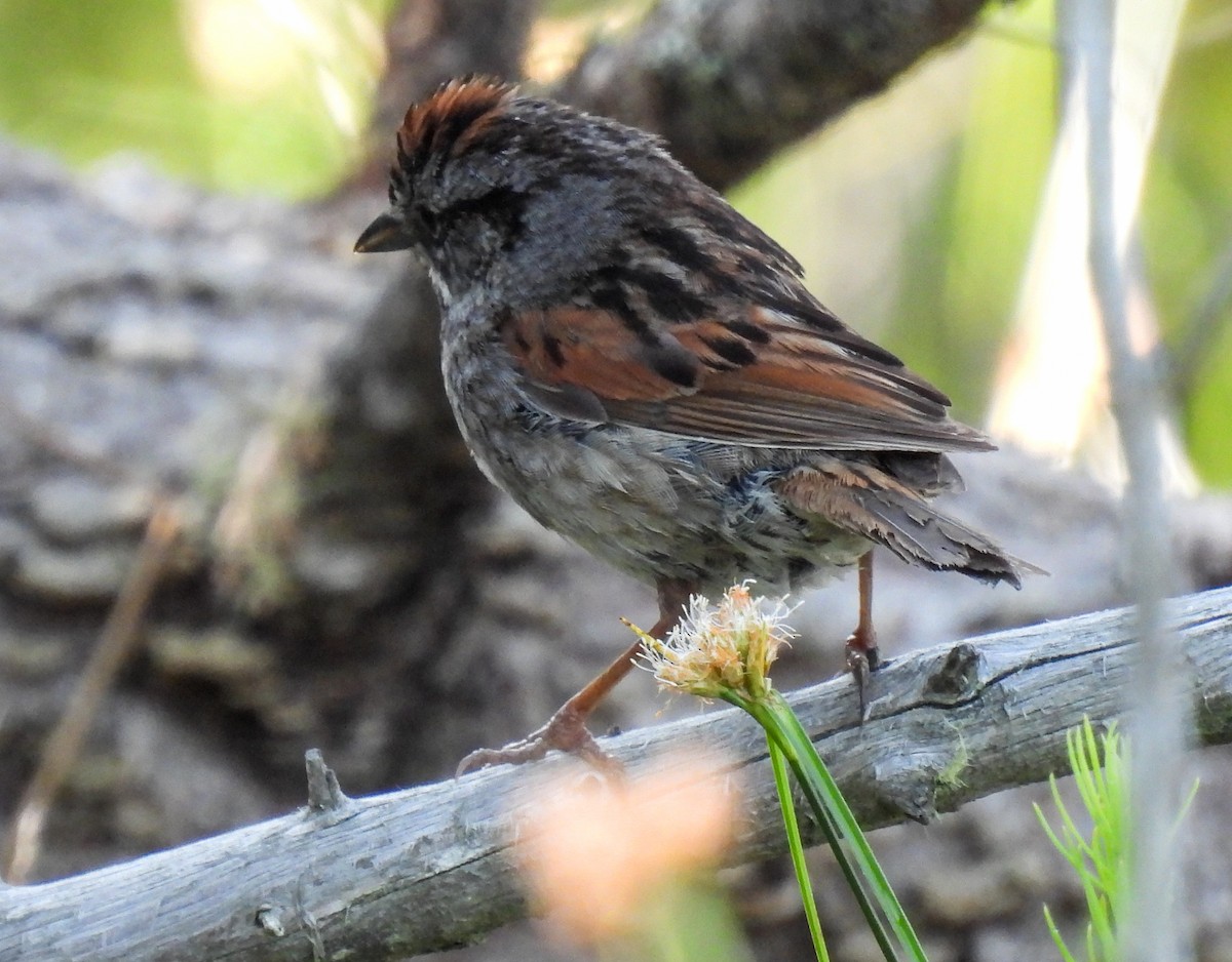 Swamp Sparrow - ML624010614