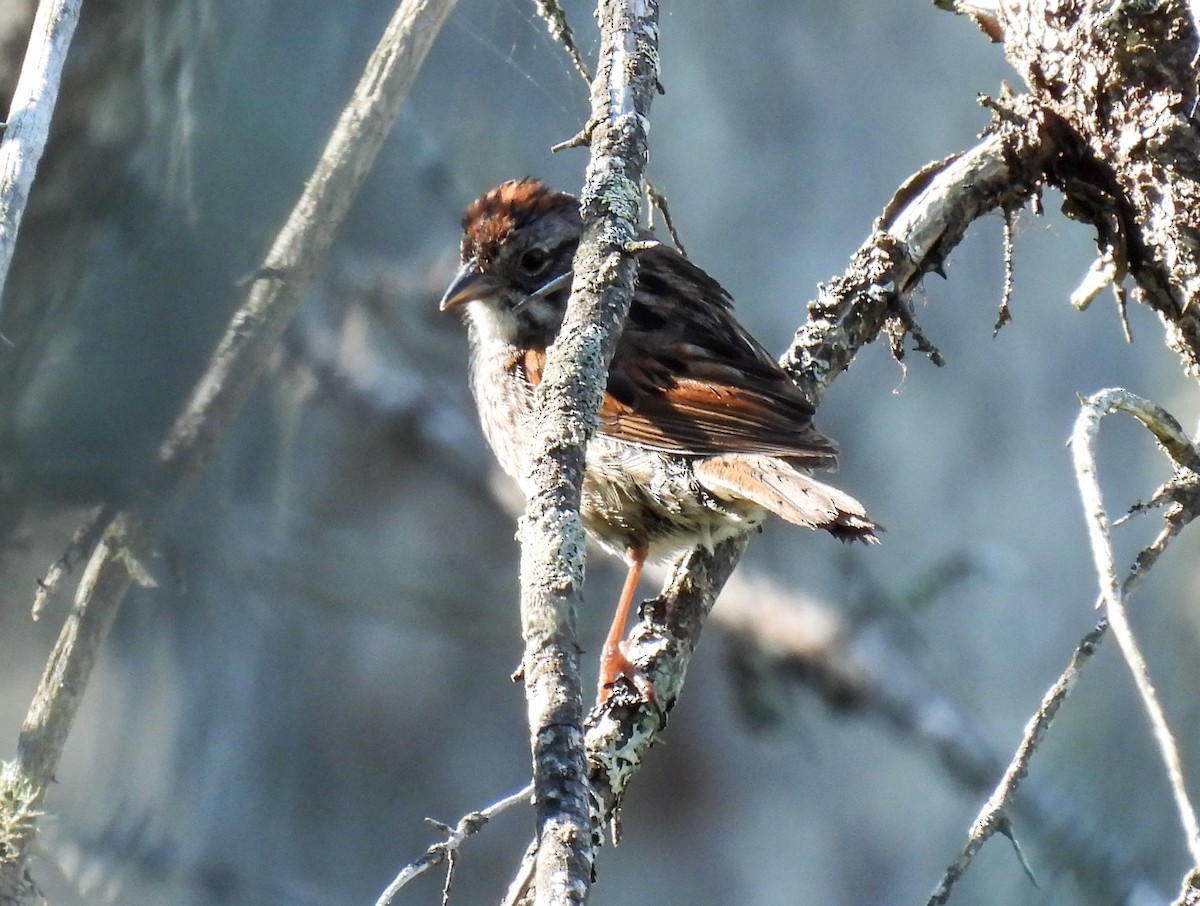 Swamp Sparrow - ML624010615