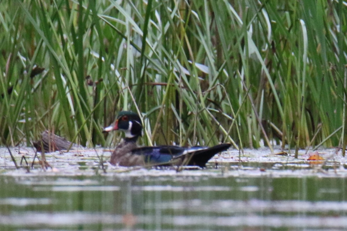 Wood Duck - ML624010622