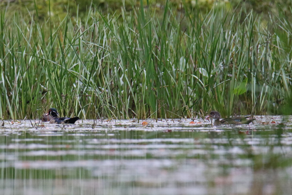 Wood Duck - ML624010623