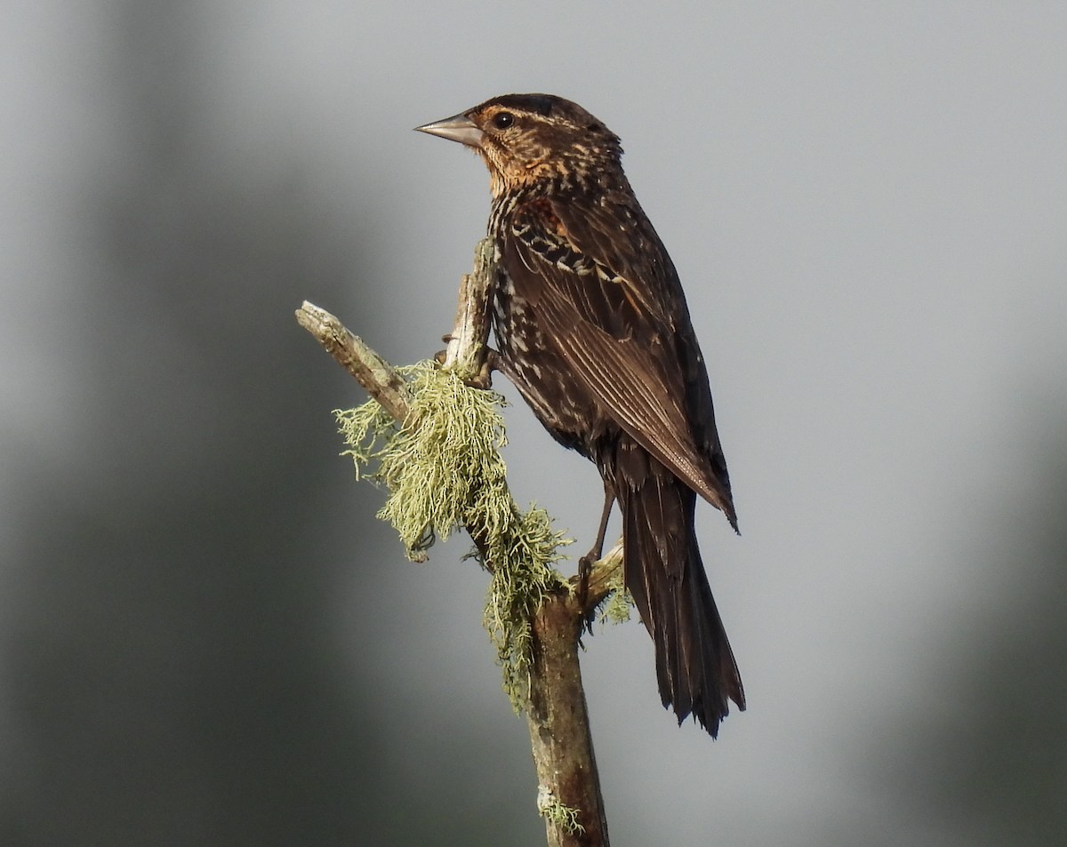 Red-winged Blackbird - ML624010634