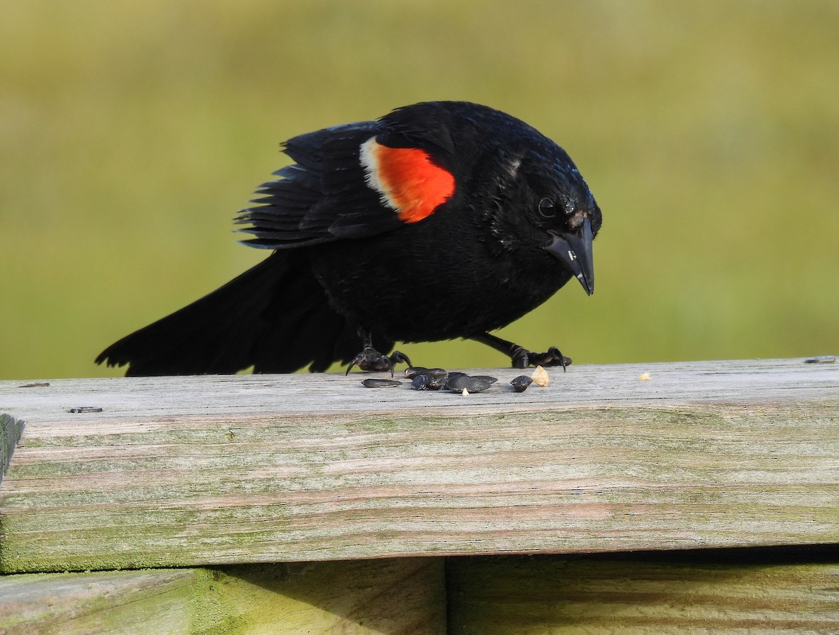 Red-winged Blackbird - ML624010635