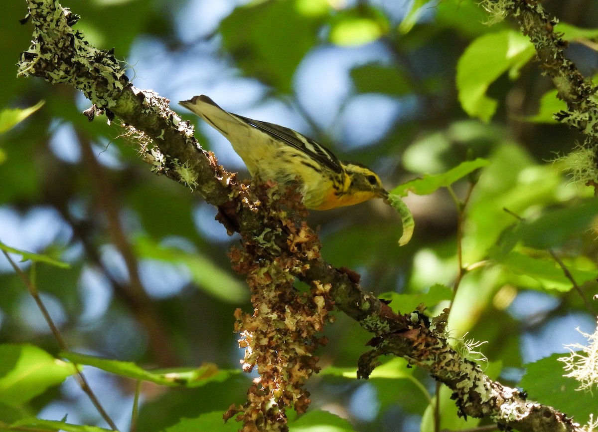 Blackburnian Warbler - ML624010645