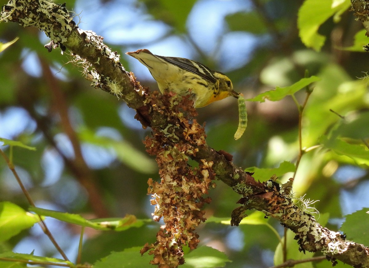 Blackburnian Warbler - ML624010646