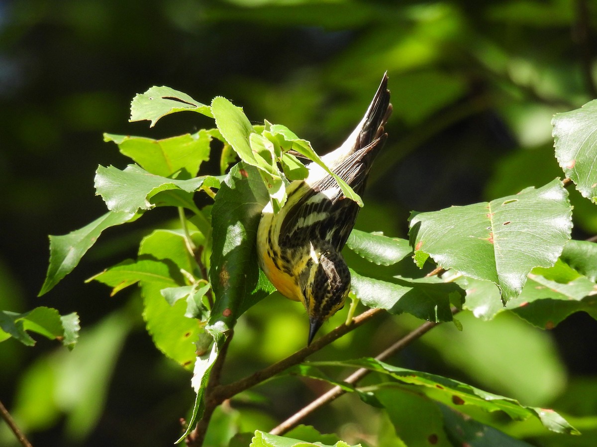 Blackburnian Warbler - ML624010647