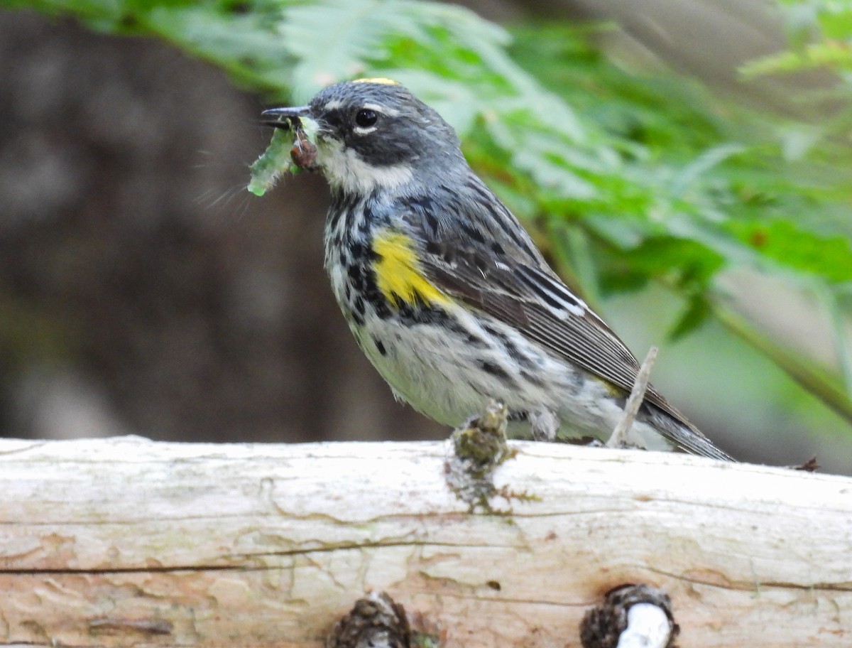 Yellow-rumped Warbler - ML624010654