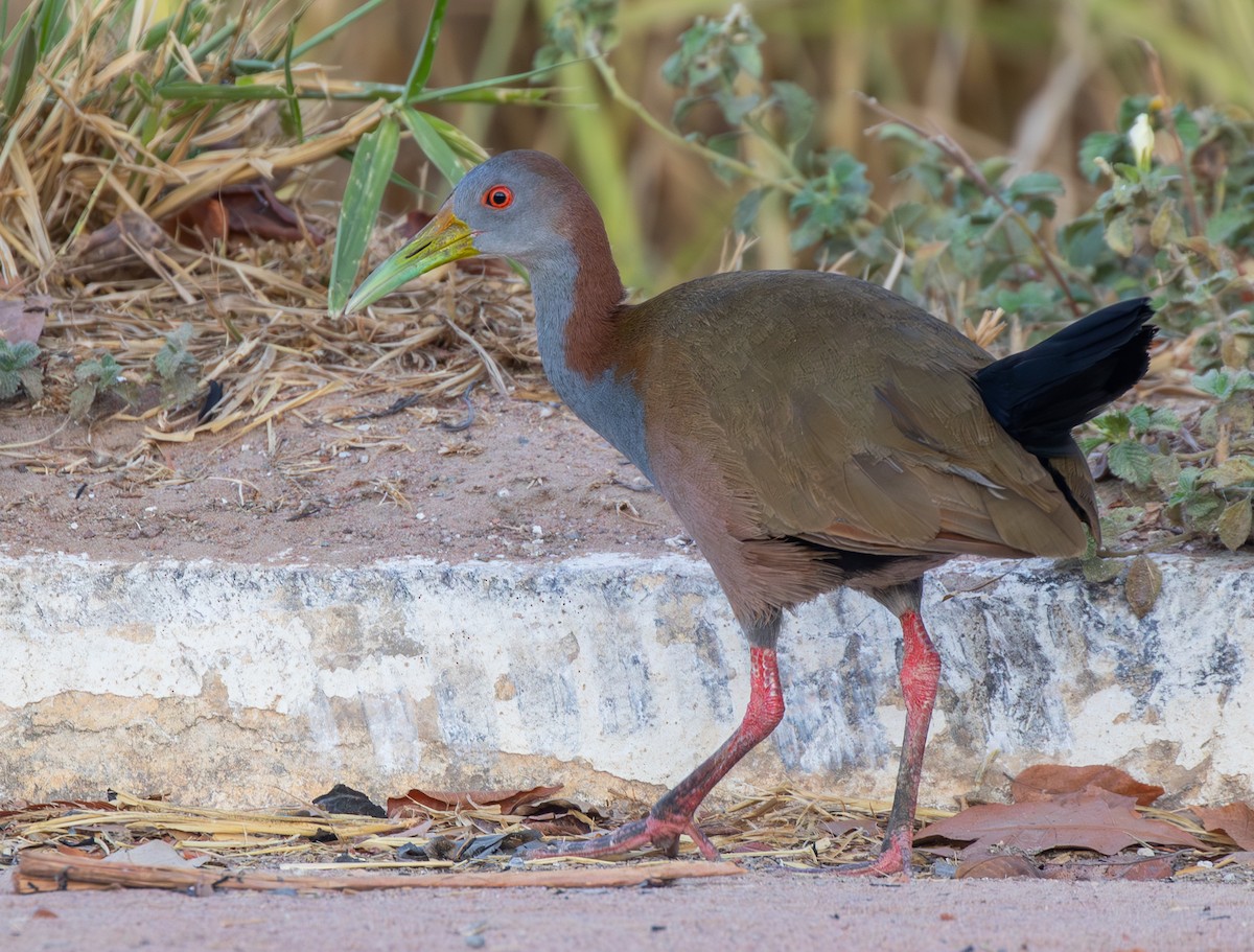 Giant Wood-Rail - ML624010656