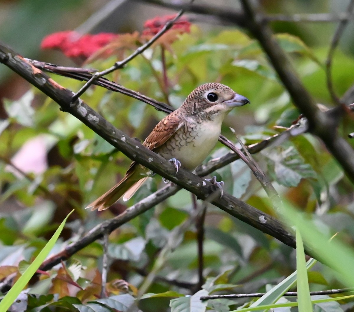 Tiger Shrike - ML624010664