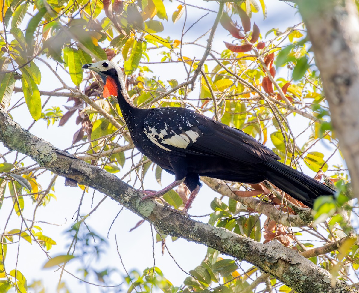 Red-throated Piping-Guan - ML624010668