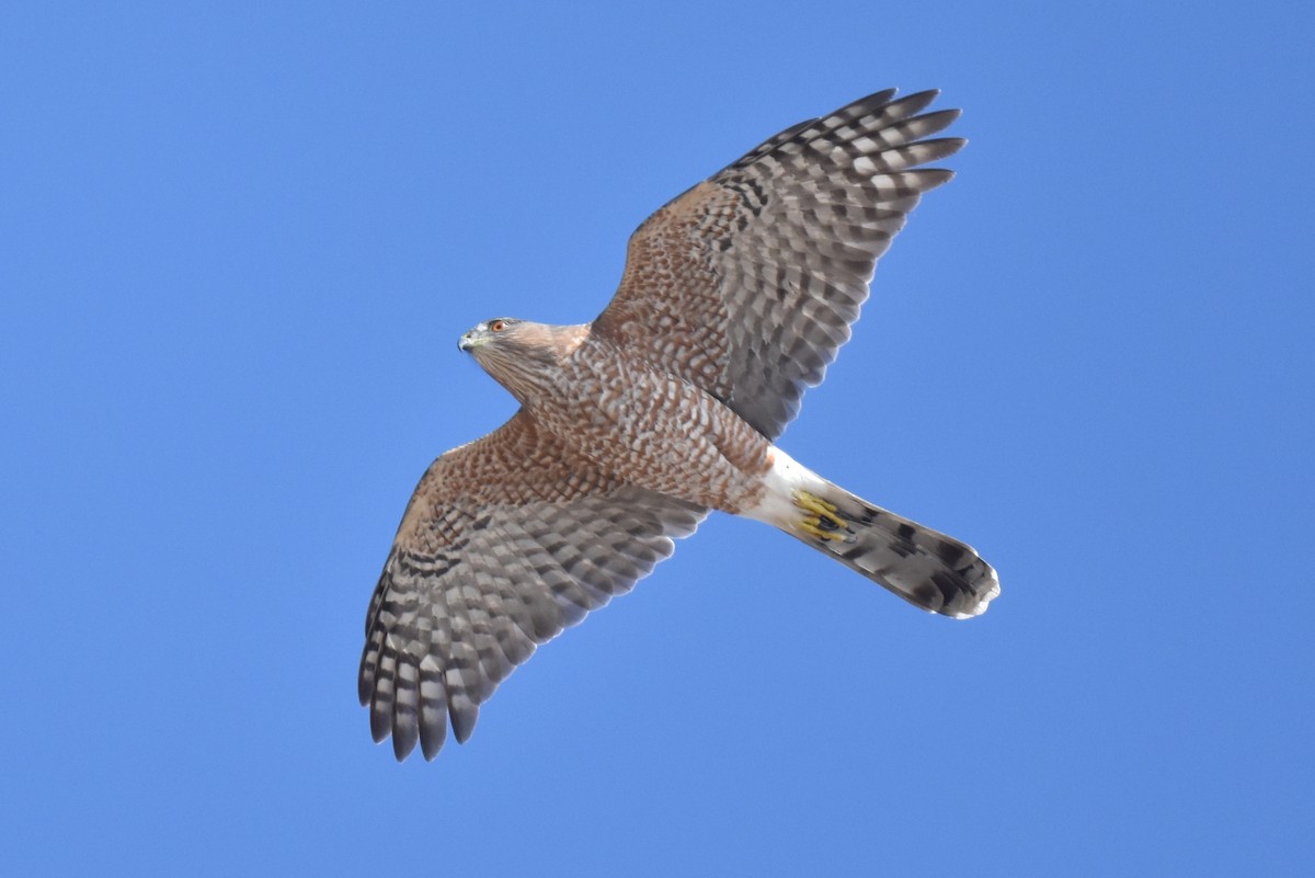 Cooper's Hawk - ML624010669