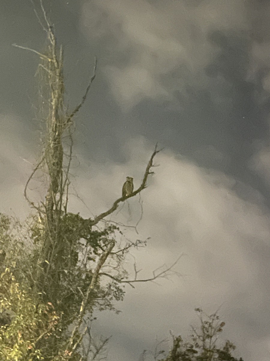 Great Horned Owl - ML624010683