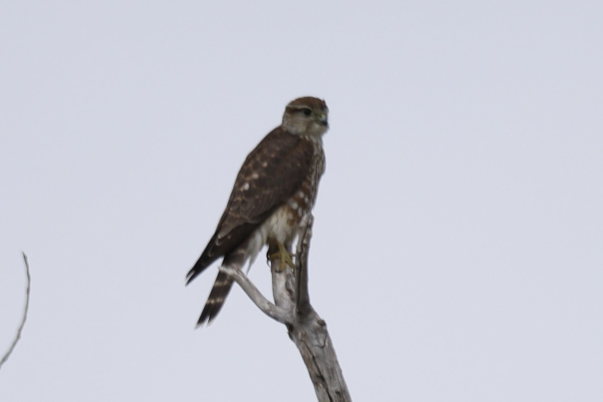Belatz txikia - ML624010689